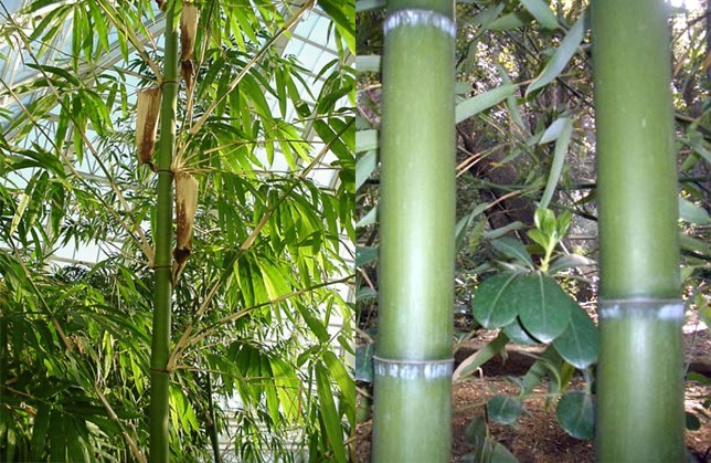 Cây Tre mỡ. Bambusa vulgaris Schrad. ap. Wendl. - Cây Thuốc Nam Quanh Ta